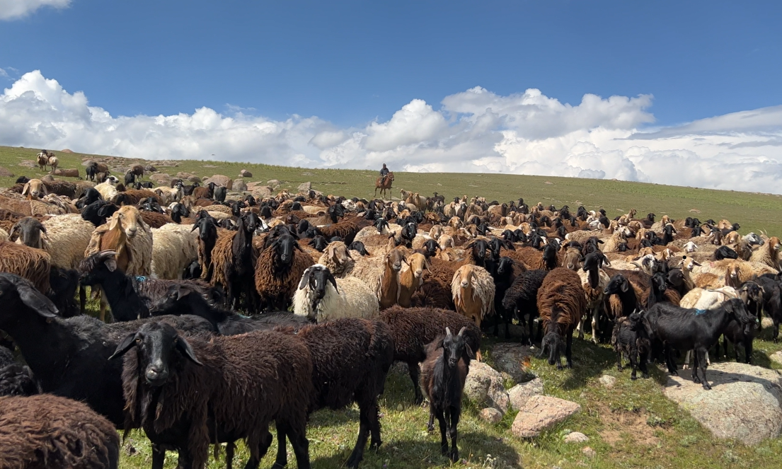 Bergers nomades kirghizes avec leurs troupeaux